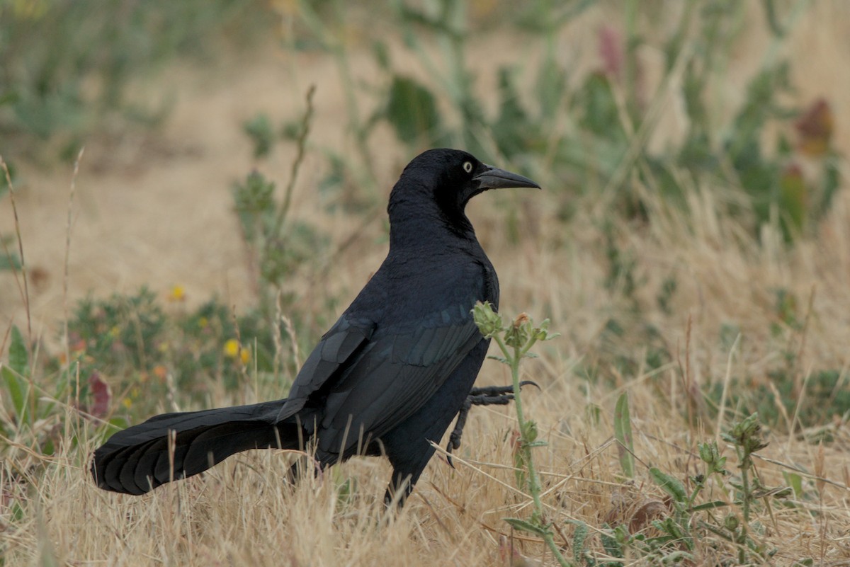 Great-tailed Grackle - ML620683553