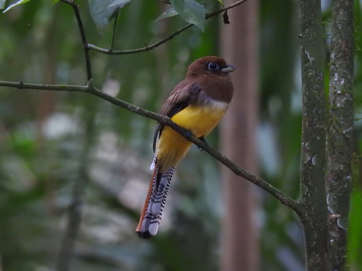 Northern Black-throated Trogon - ML620683554