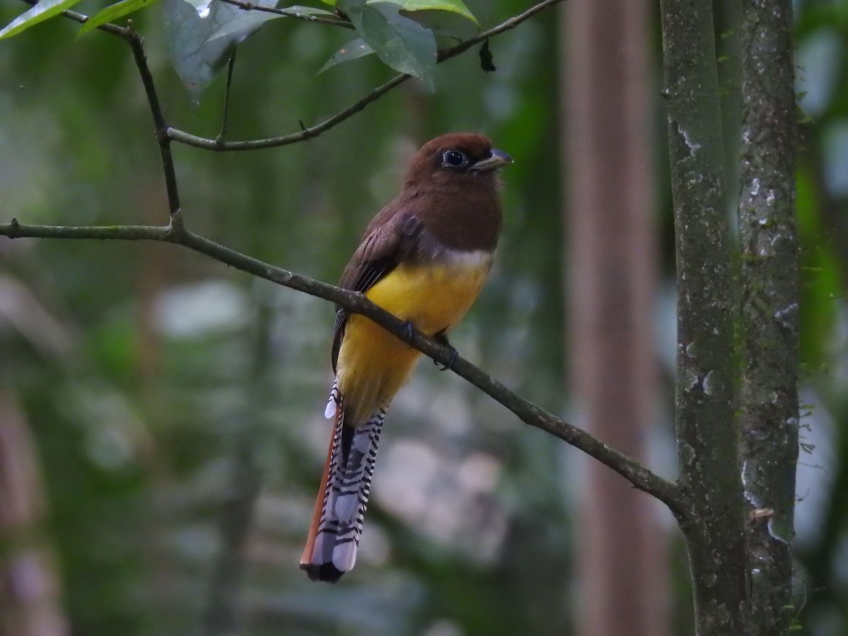 Northern Black-throated Trogon - ML620683555