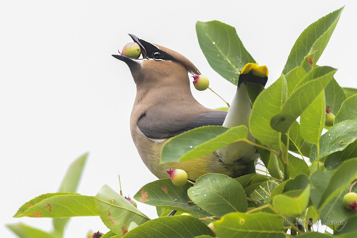 Cedar Waxwing - ML620683556