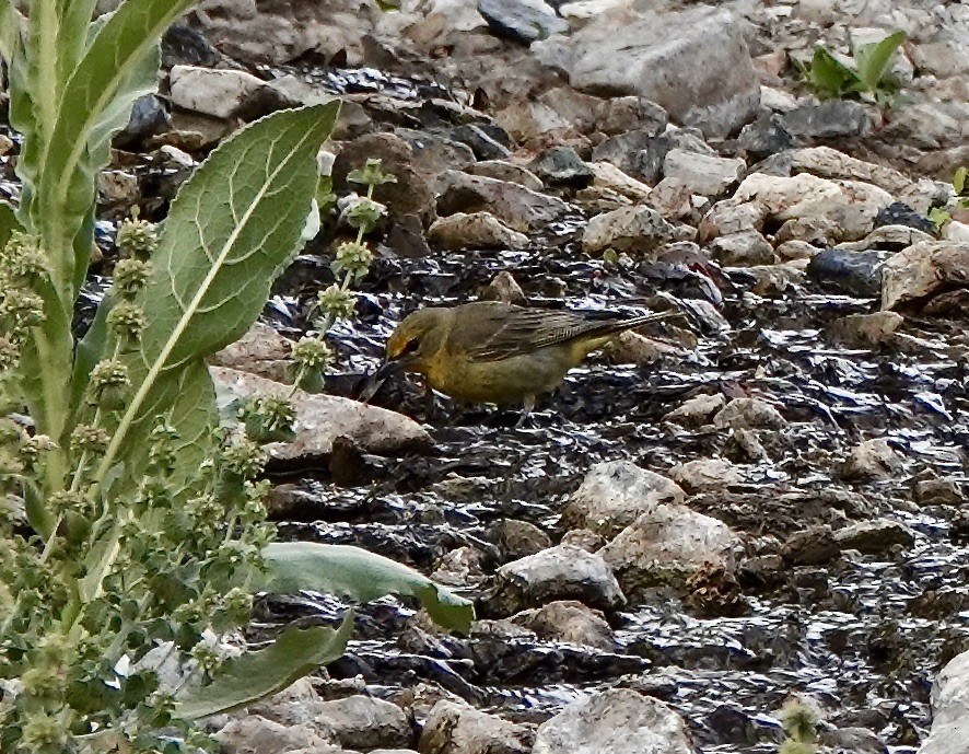Hepatic Tanager (Northern) - ML620683557