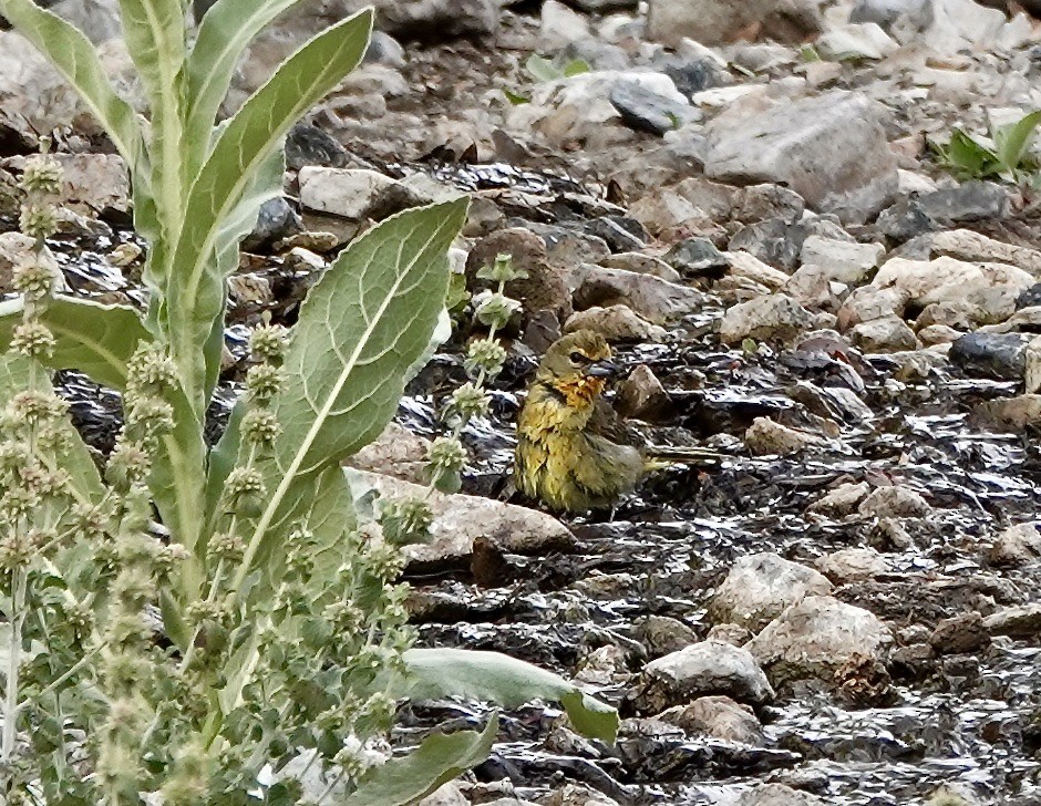 Hepatic Tanager (Northern) - ML620683558