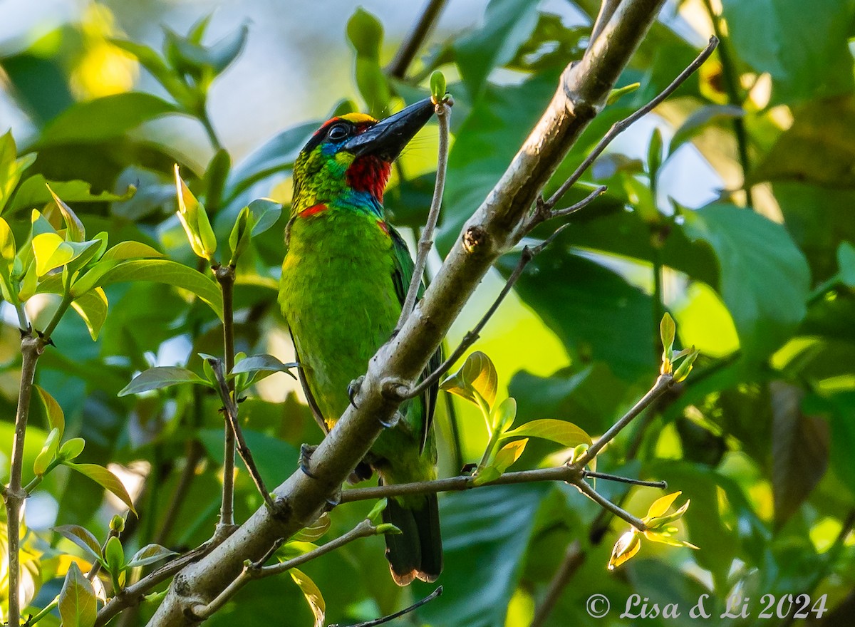 Red-throated Barbet - ML620683560