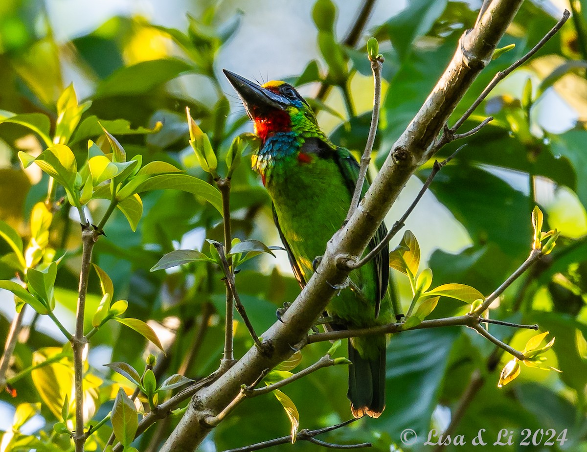 Red-throated Barbet - Lisa & Li Li