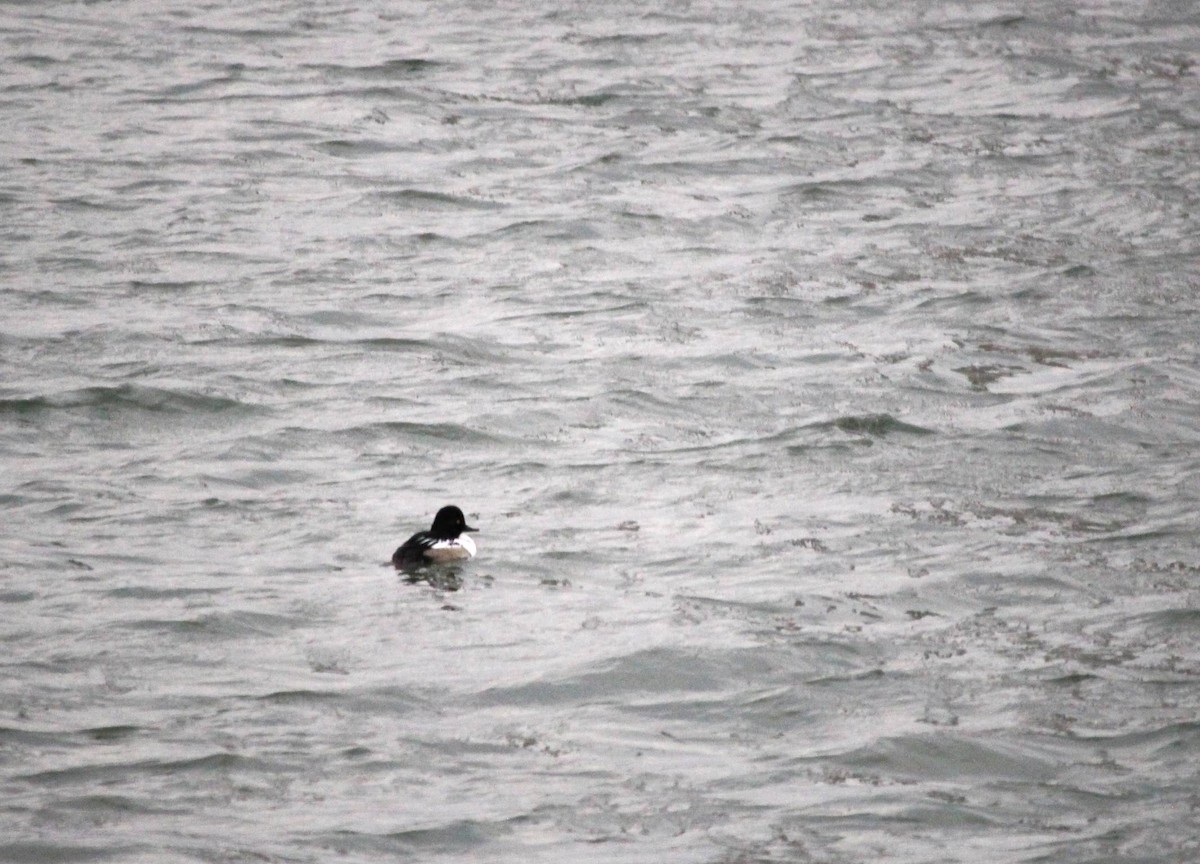 Common Goldeneye x Hooded Merganser (hybrid) - ML620683563