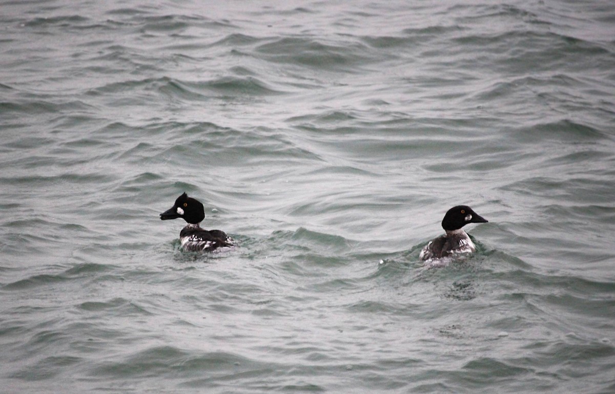 Common Goldeneye - ML620683565