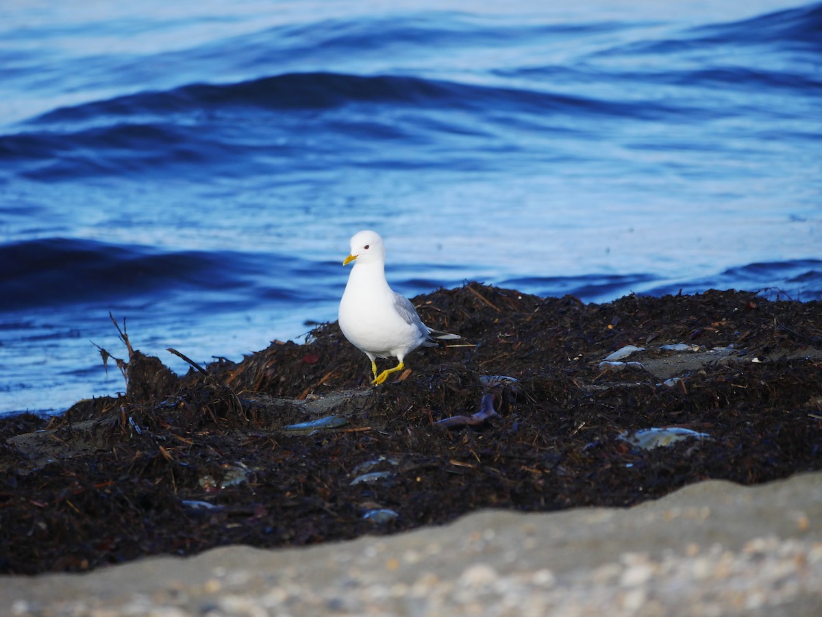 Short-billed Gull - ML620683566