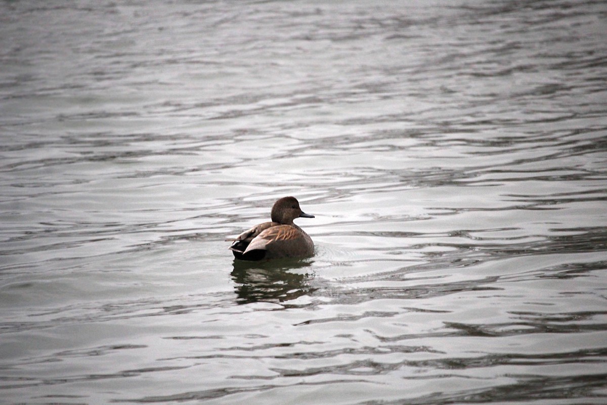 Gadwall - ML620683568