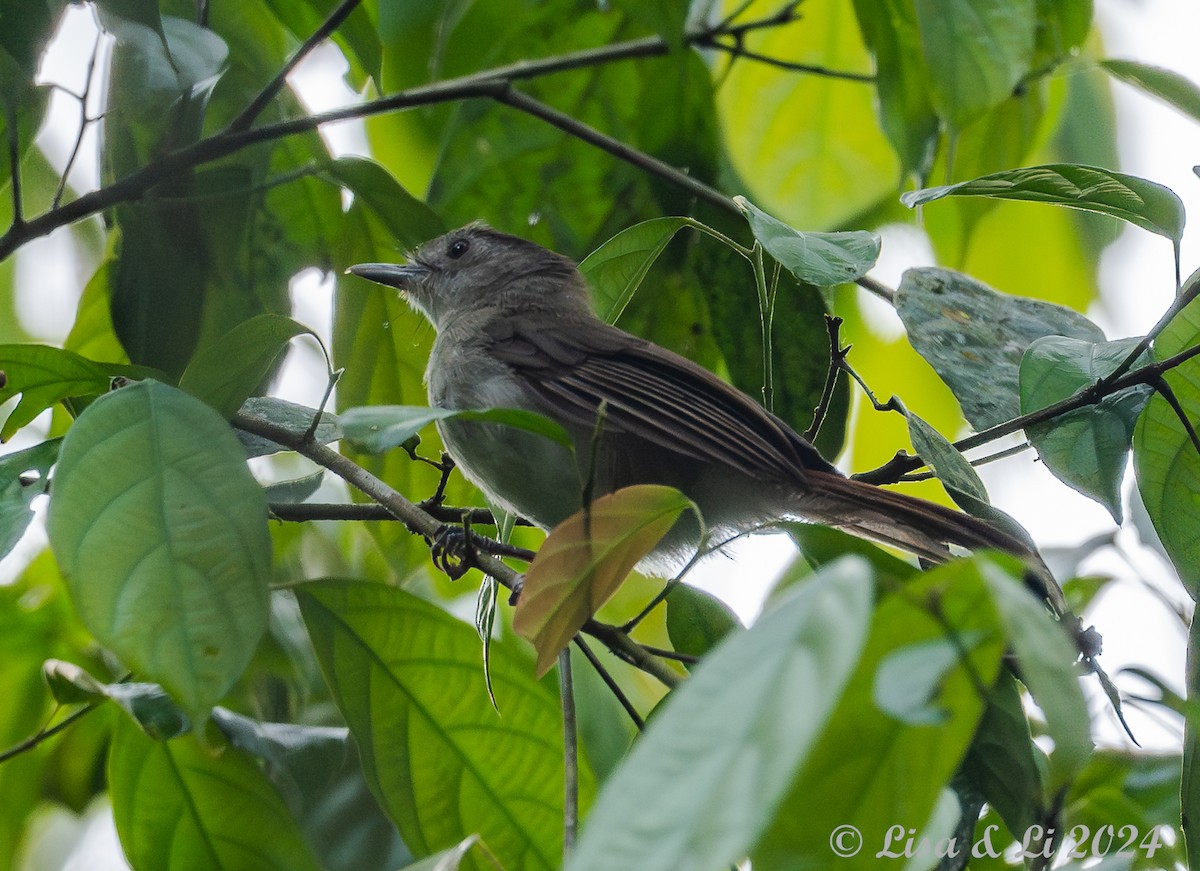 Sooty-capped Babbler - ML620683569