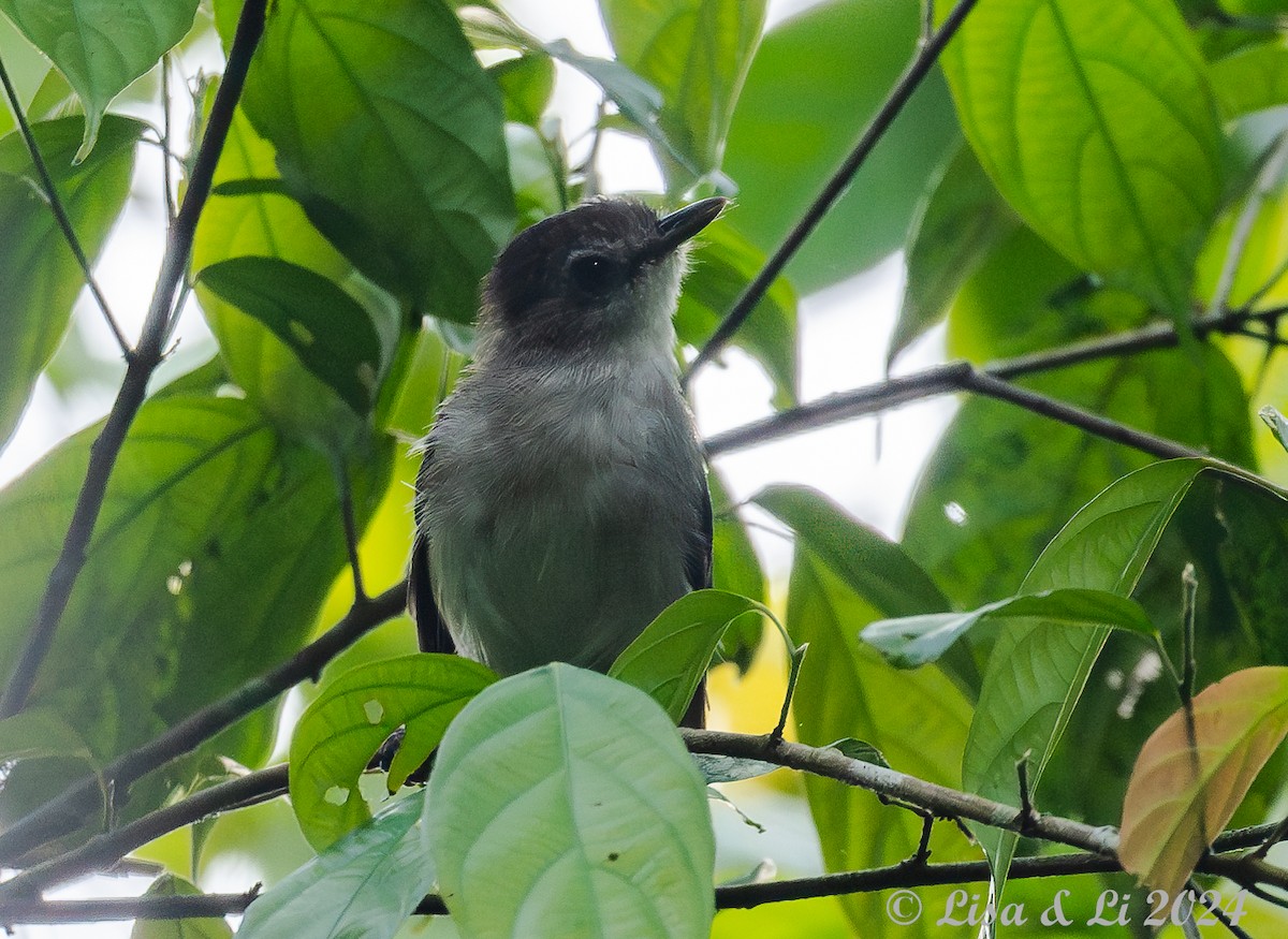 Sooty-capped Babbler - ML620683570