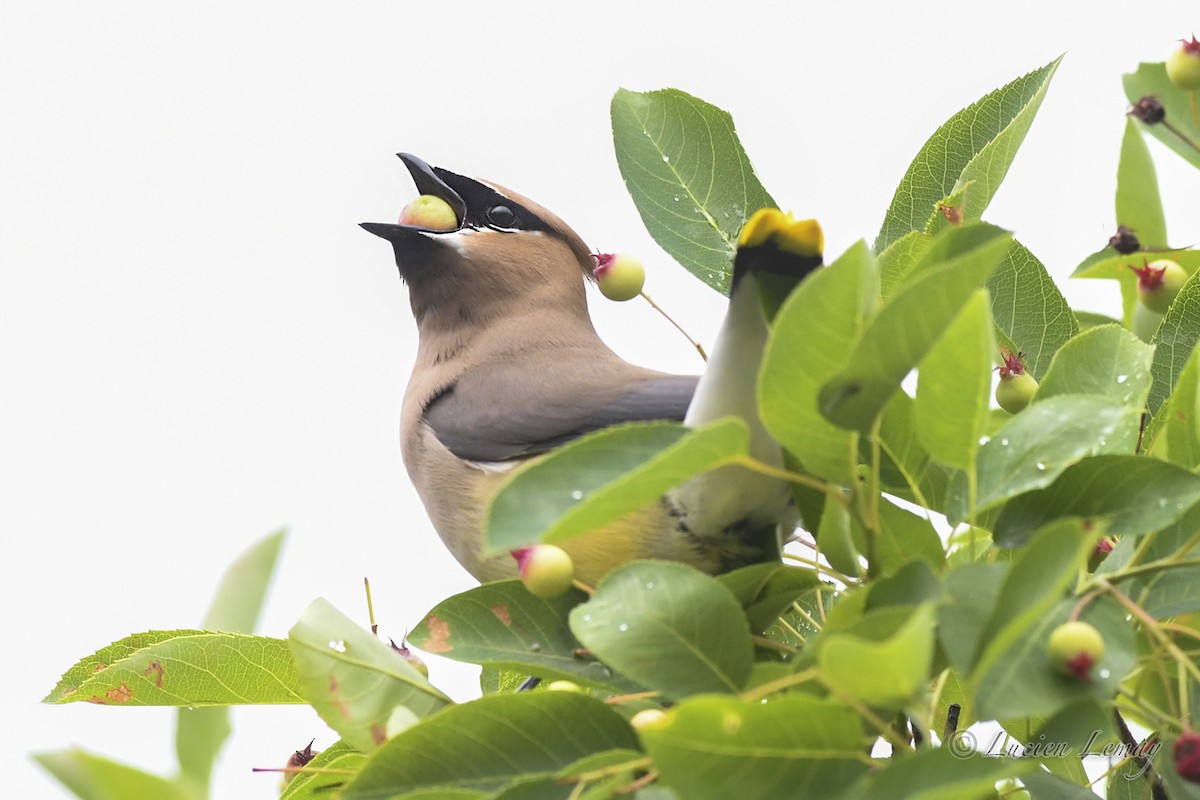 Cedar Waxwing - ML620683571