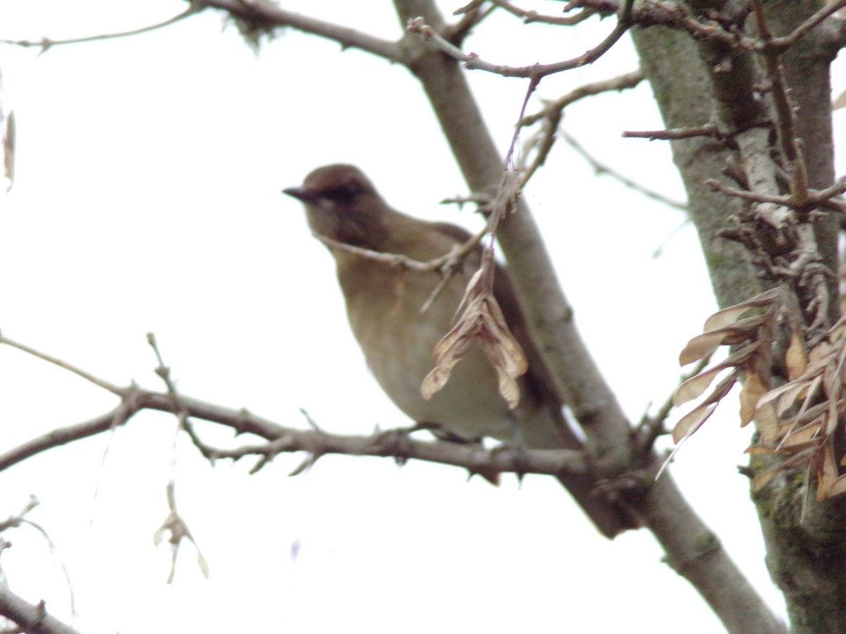 Creamy-bellied Thrush - Boris Espinosa