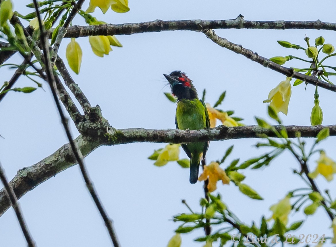 barbet modrohrdlý - ML620683577