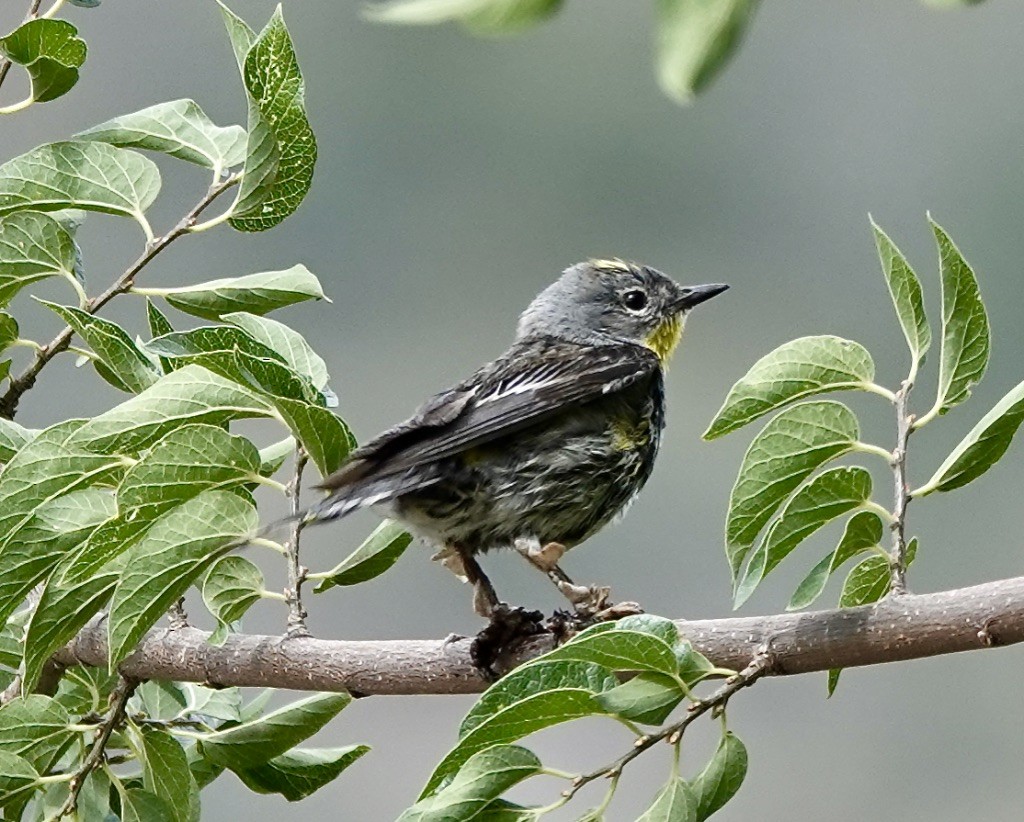 Yellow-rumped Warbler (Audubon's) - ML620683578