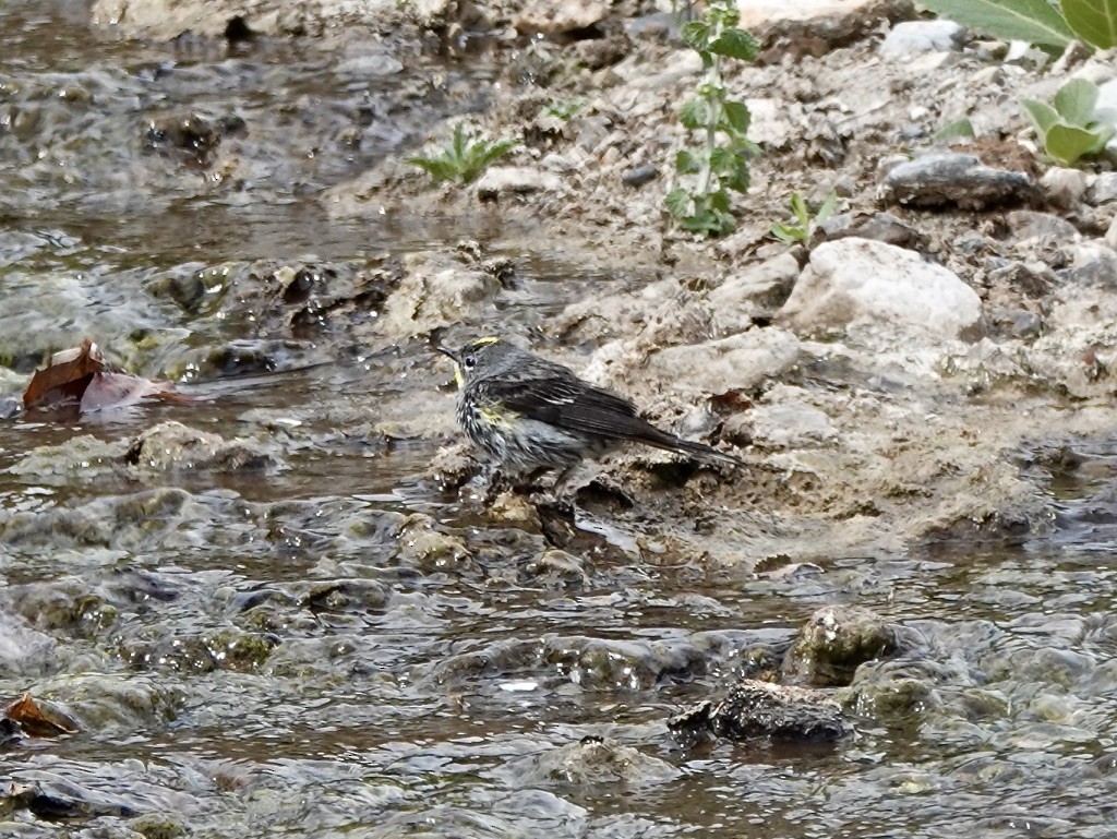 Yellow-rumped Warbler (Audubon's) - ML620683579