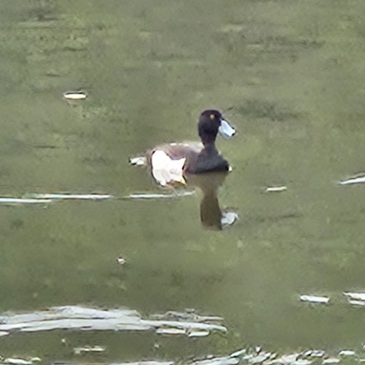 Tufted Duck - ML620683580