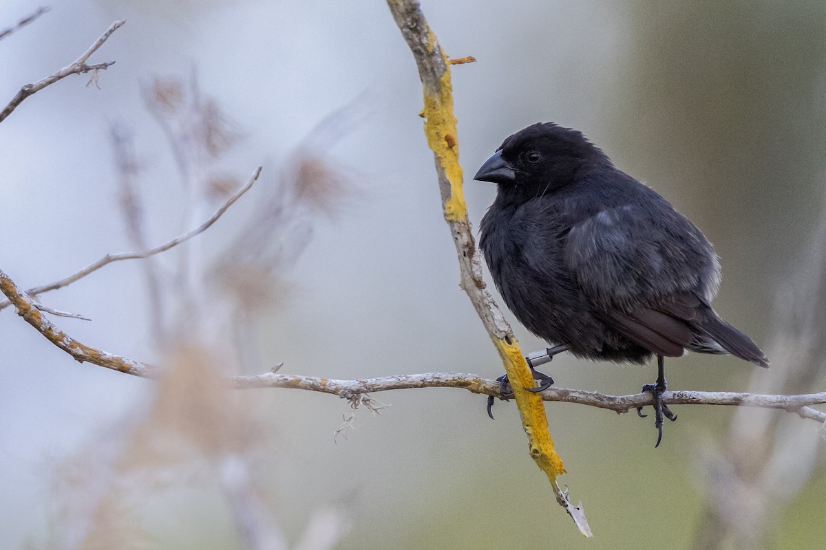 Medium Ground-Finch - Susan Brickner-Wren