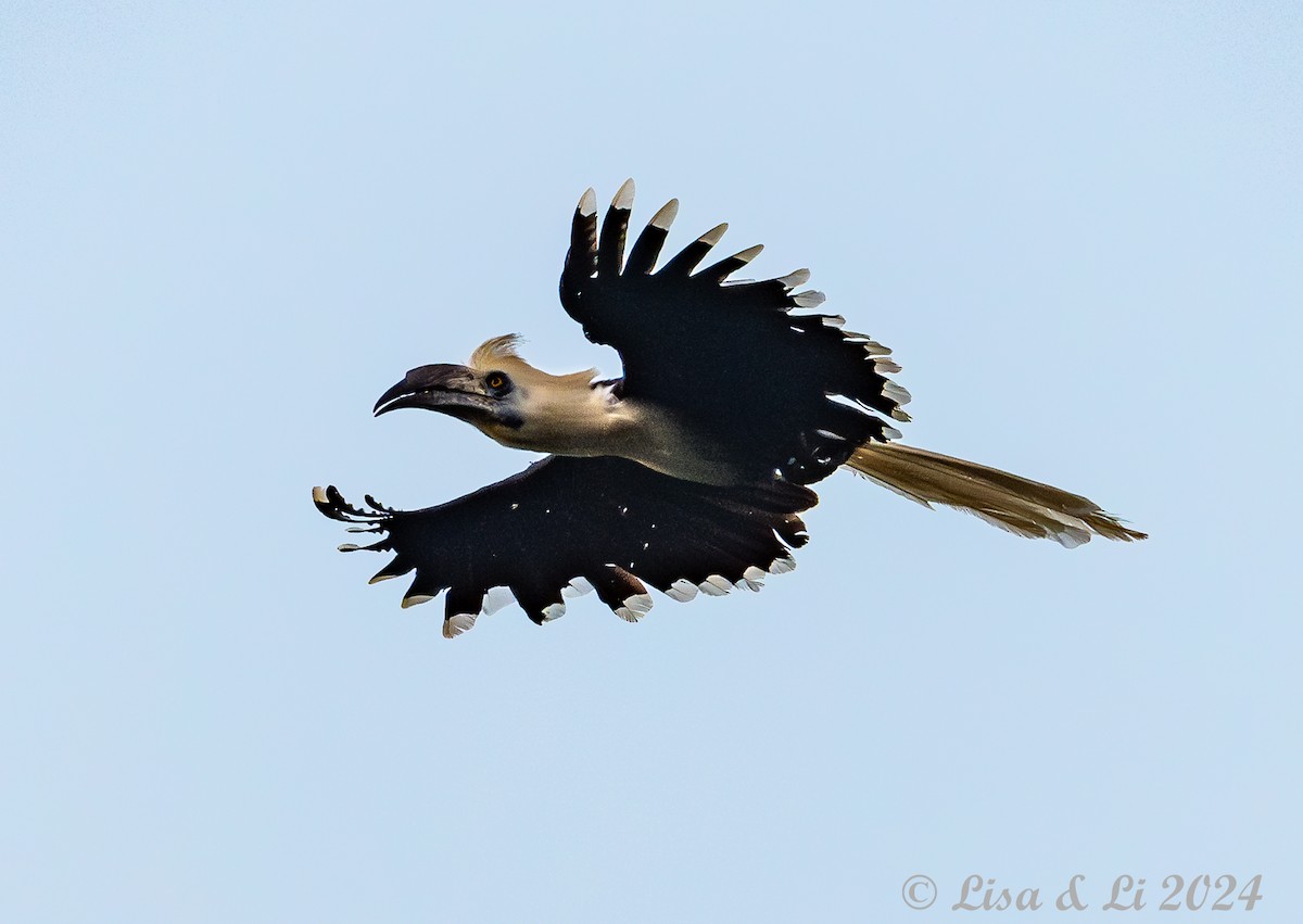 White-crowned Hornbill - ML620683585