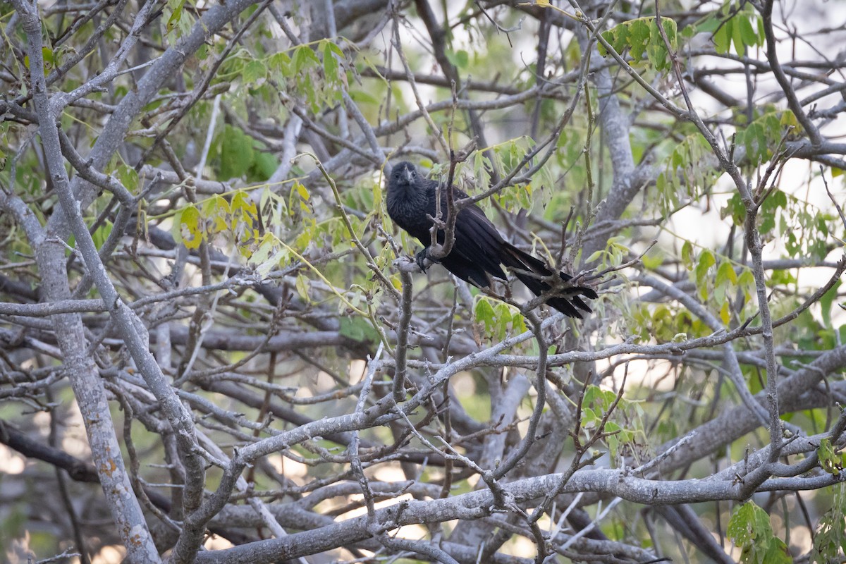 Smooth-billed Ani - ML620683593