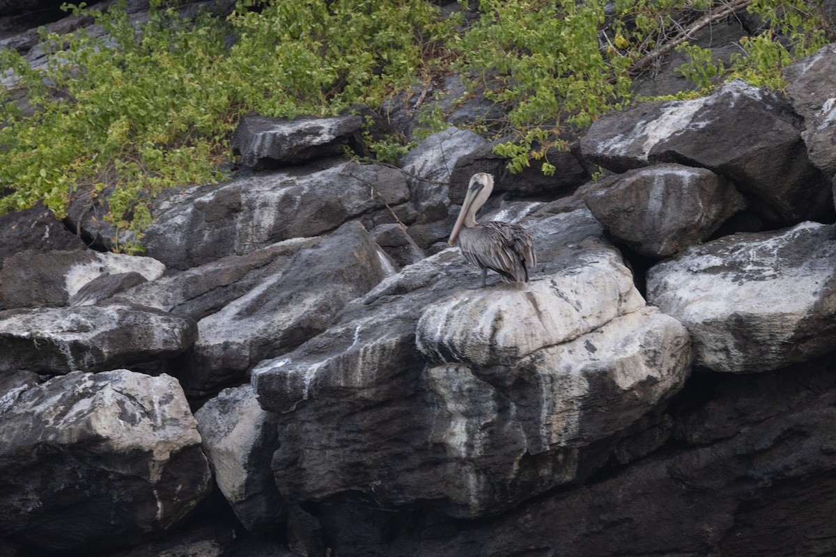 Brown Pelican - ML620683596