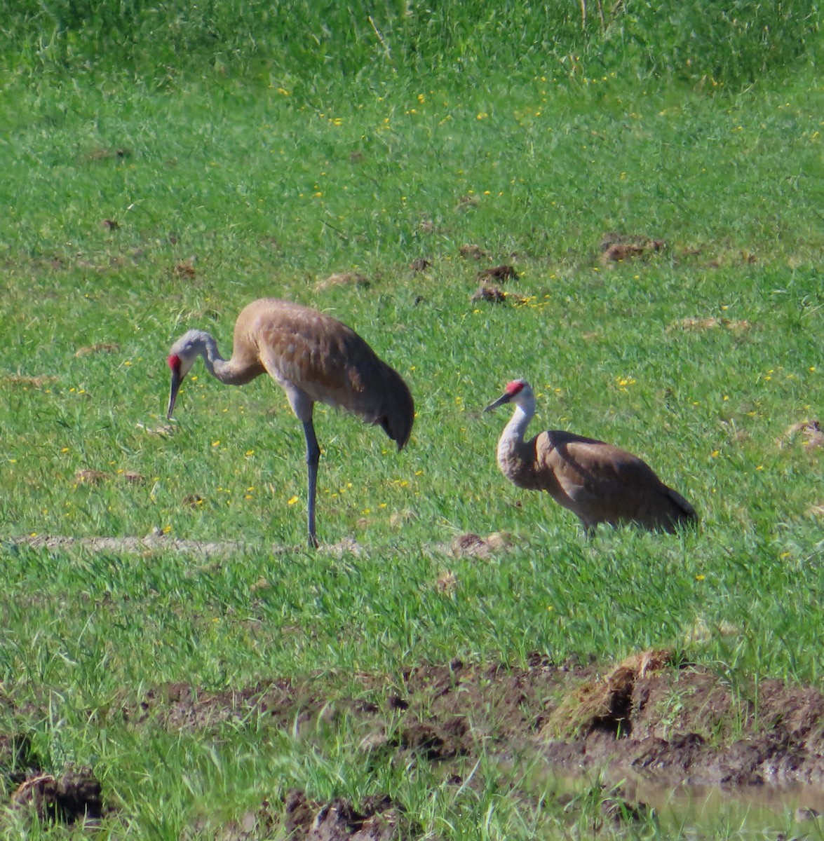 Sandhill Crane - ML620683609