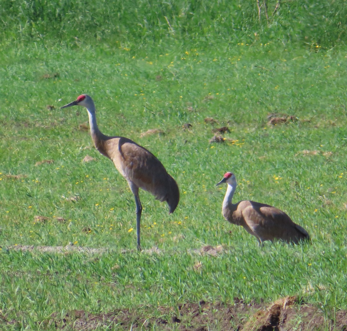 Sandhill Crane - ML620683610