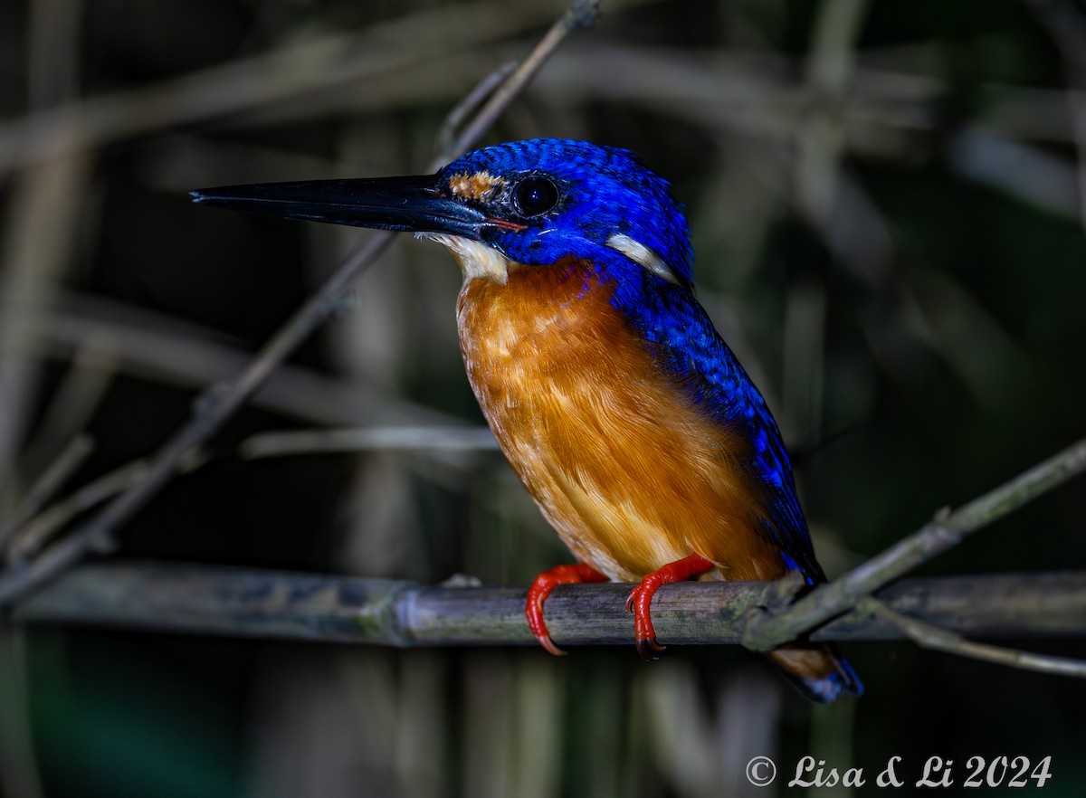 Blue-eared Kingfisher - ML620683616