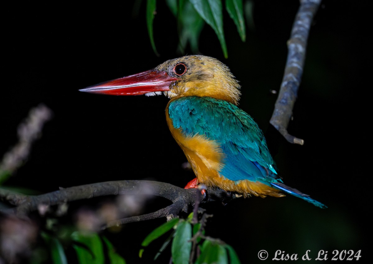 Stork-billed Kingfisher - Lisa & Li Li