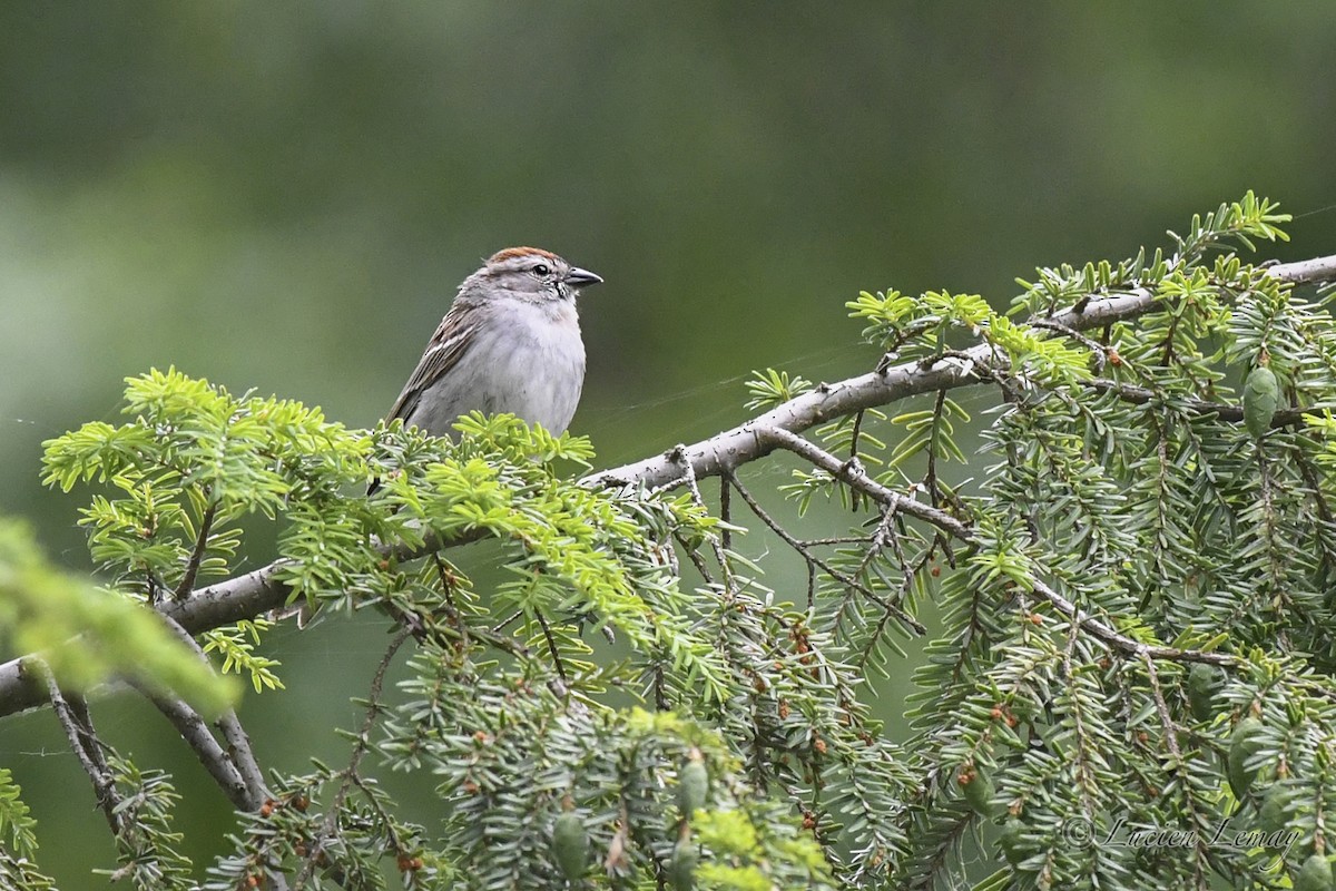 Chipping Sparrow - ML620683622