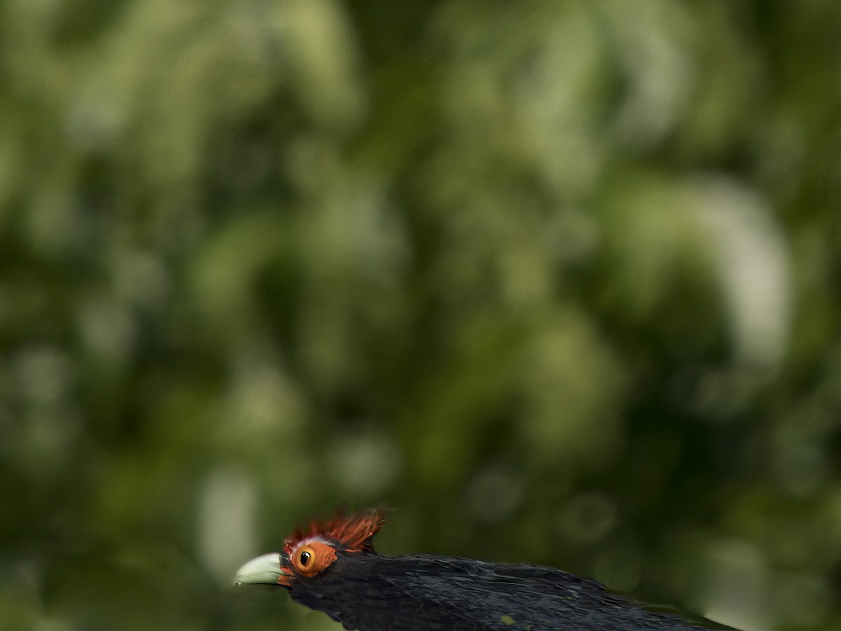 Red-crested Malkoha - ML620683623