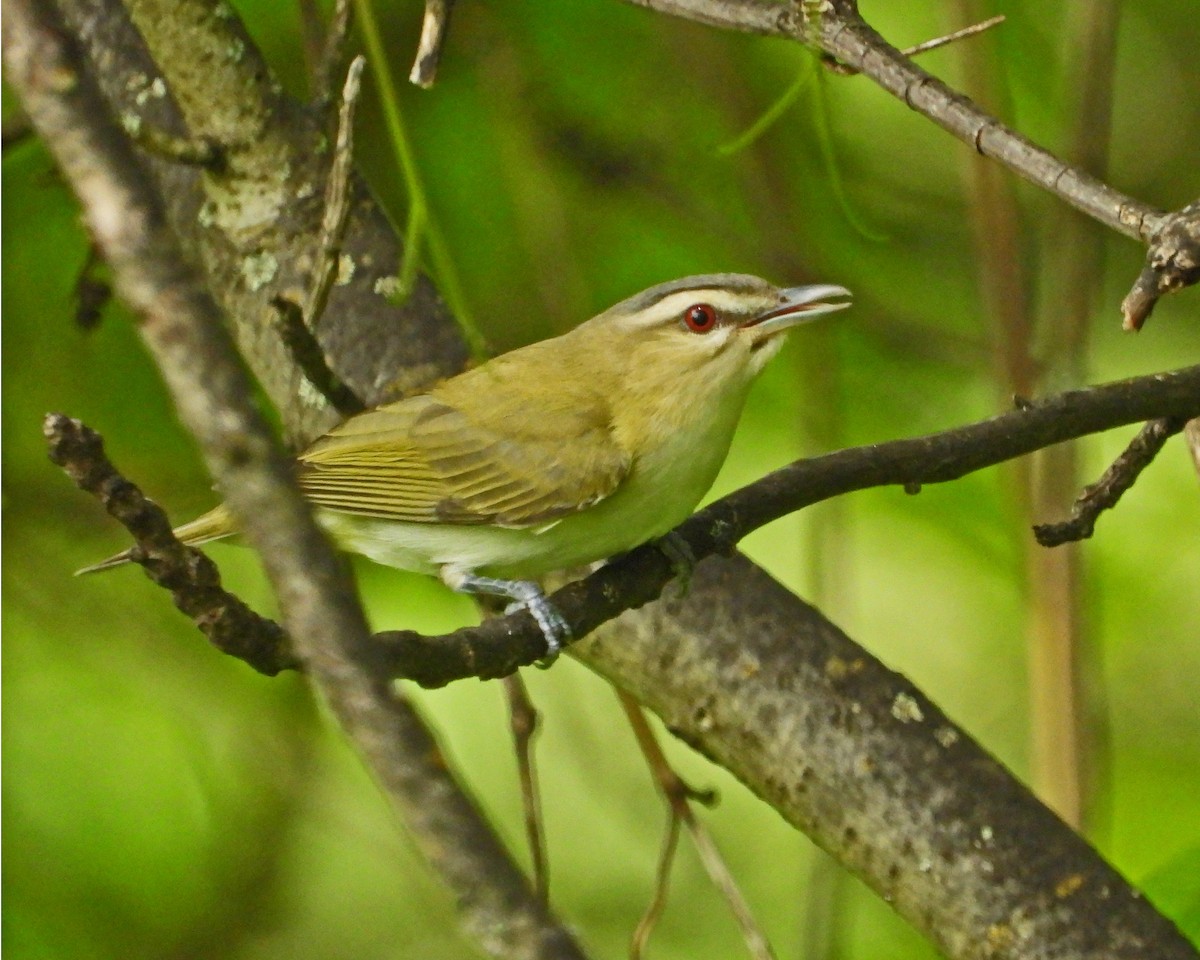 Vireo Ojirrojo - ML620683624