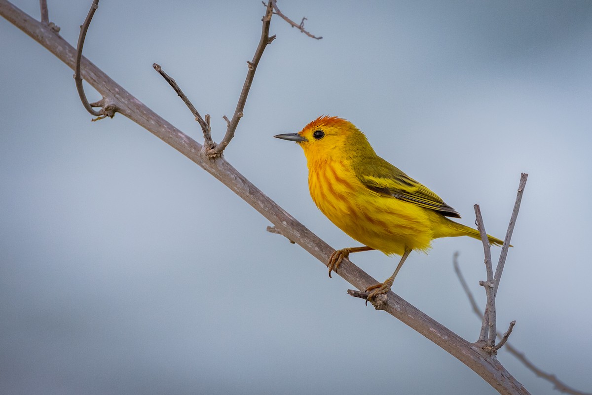 Paruline jaune (aureola) - ML620683627