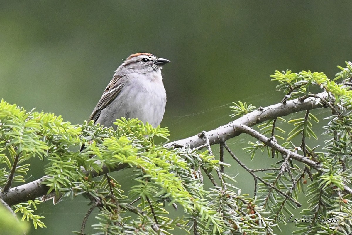 Chipping Sparrow - ML620683631