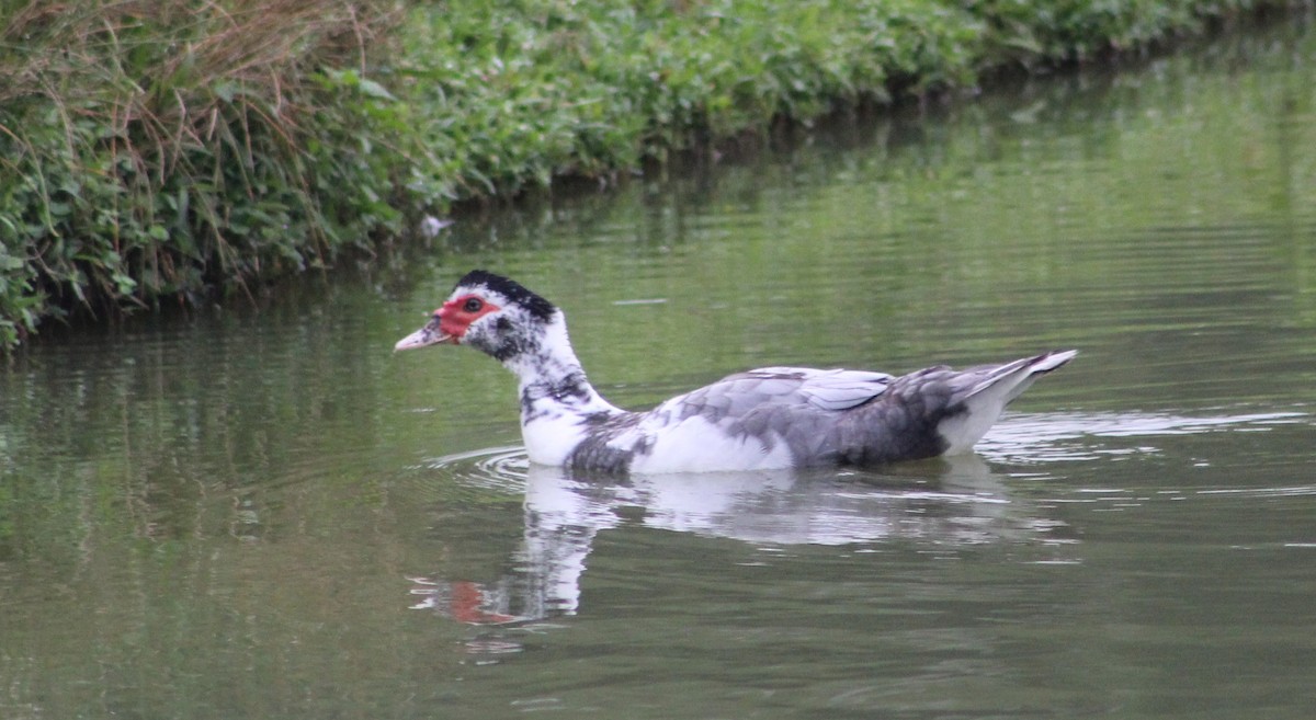 Pato Criollo (doméstico) - ML620683632