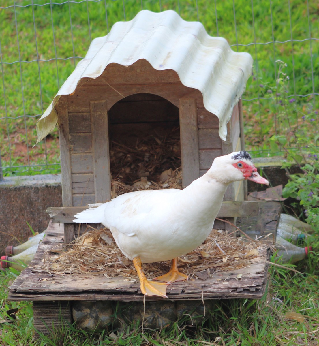 Muscovy Duck (Domestic type) - ML620683633