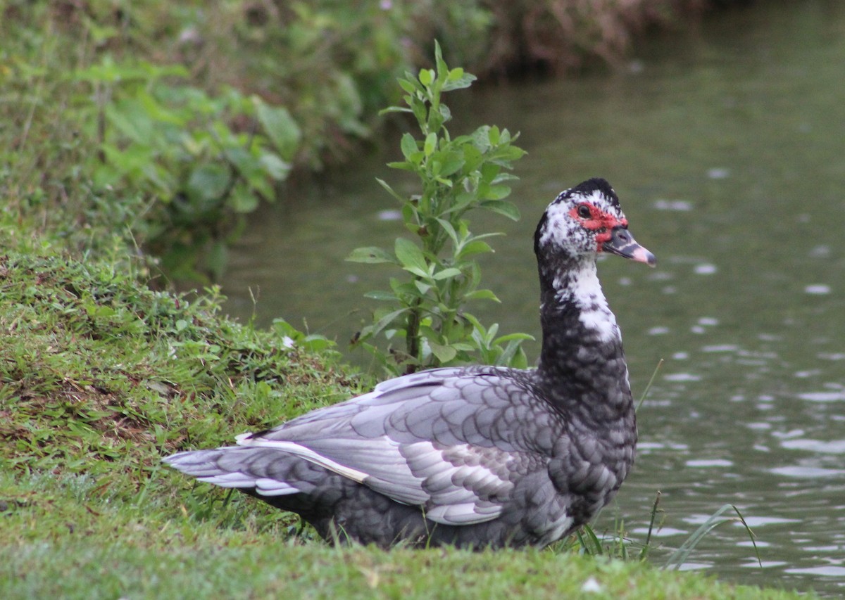 Muscovy Duck (Domestic type) - ML620683634