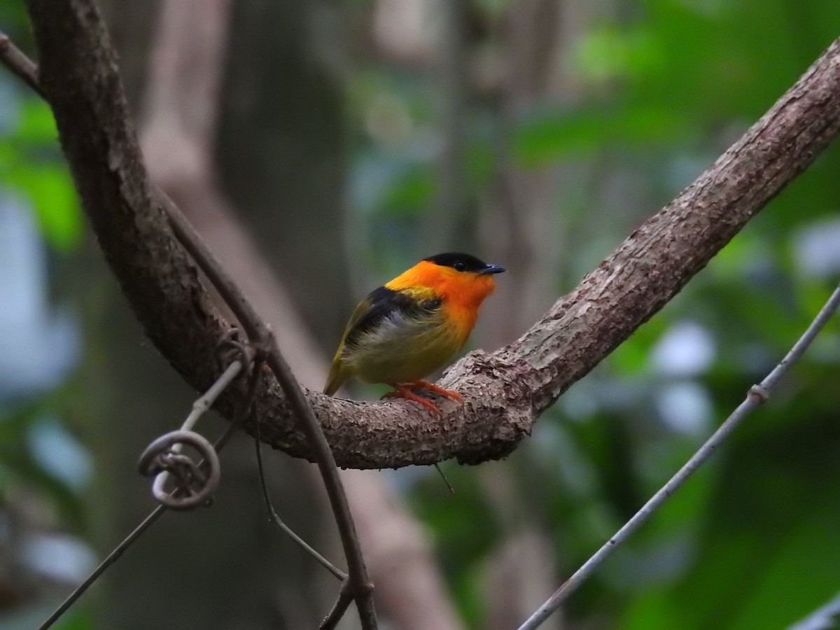 Orange-collared Manakin - ML620683638