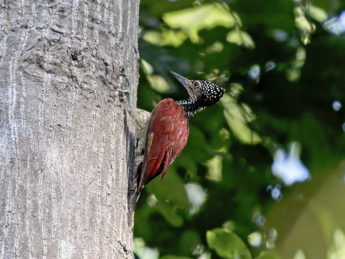 Luzon Flameback - ML620683639