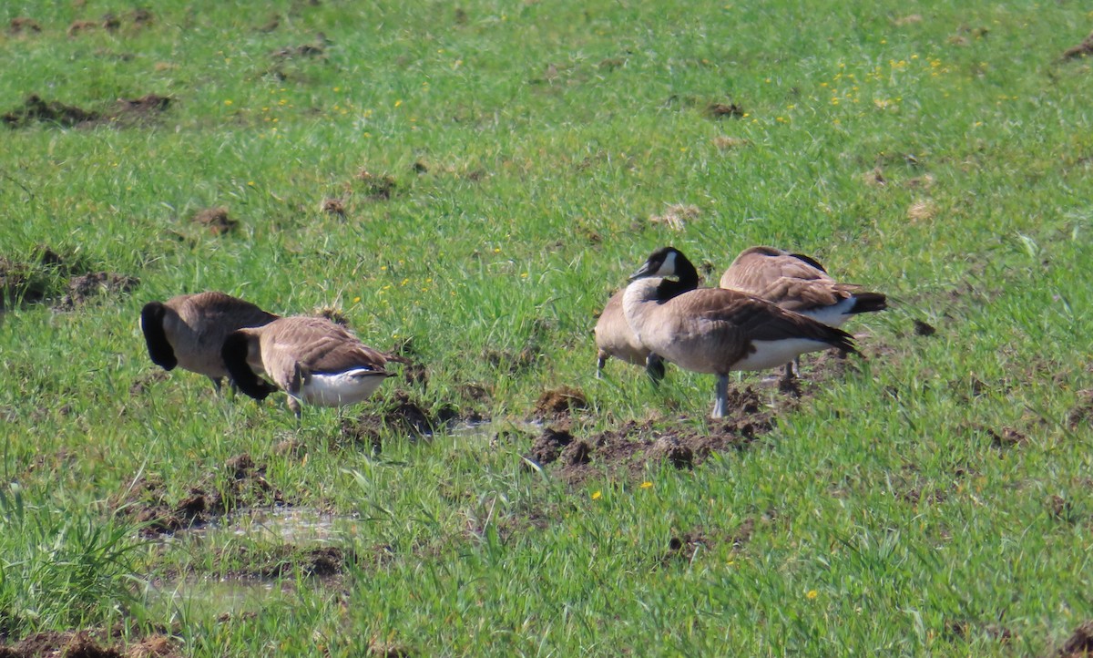 Canada Goose - ML620683641