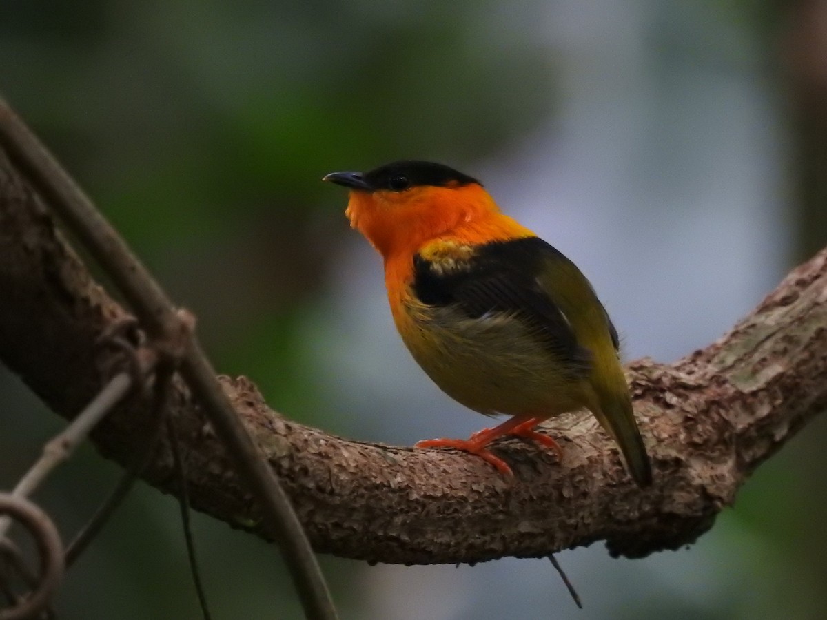 Orange-collared Manakin - ML620683643