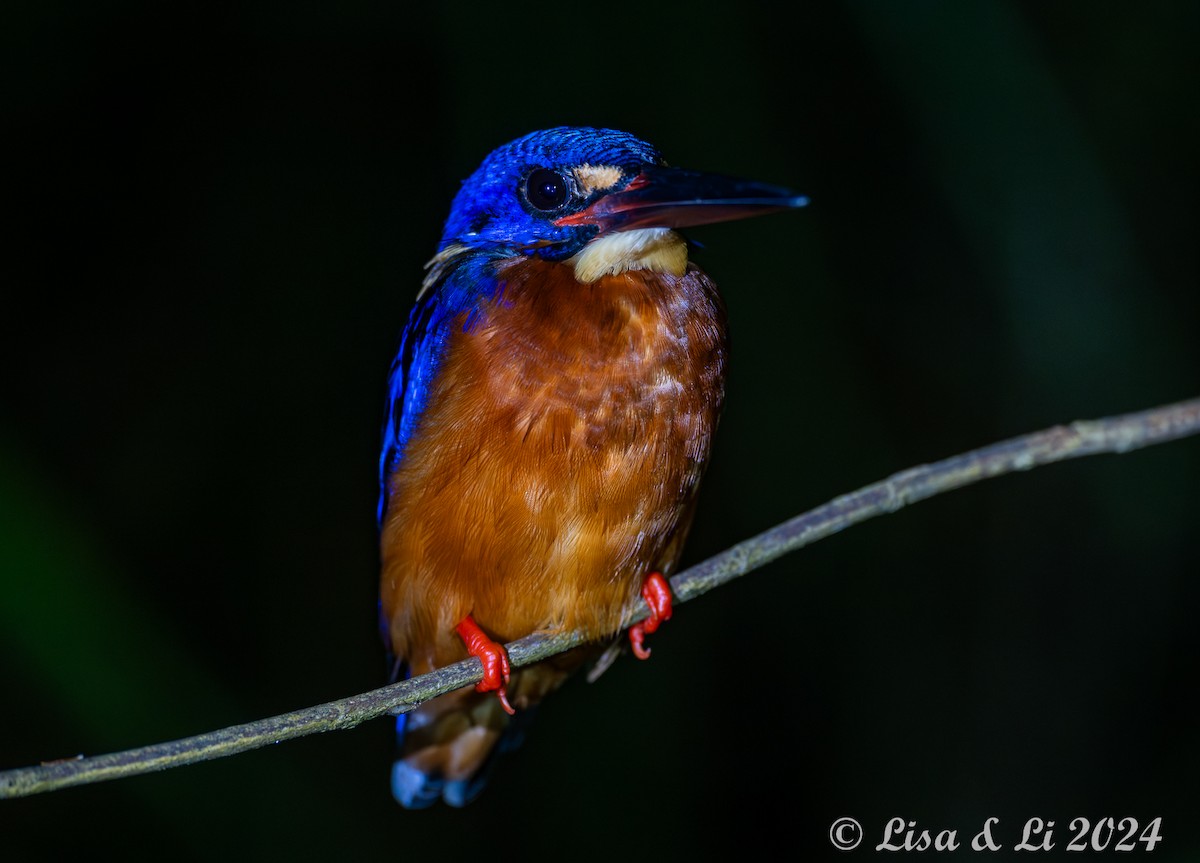 Blue-eared Kingfisher - ML620683645