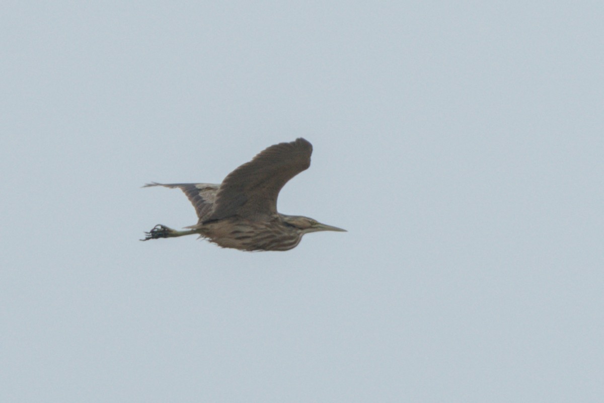 American Bittern - ML620683647