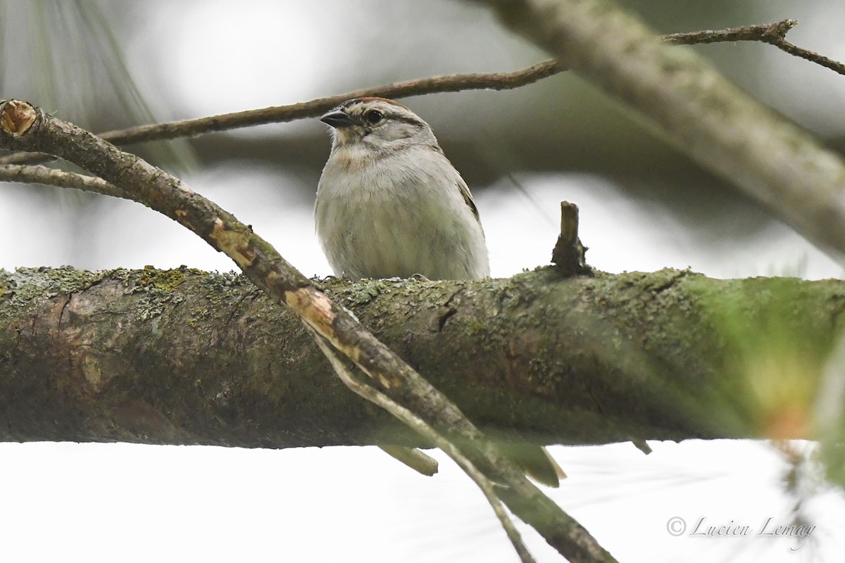 Chipping Sparrow - ML620683649