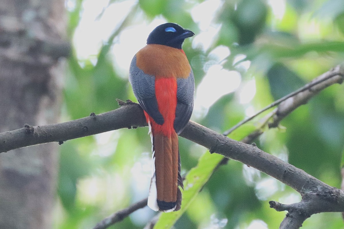 trogon šarlatový - ML620683651