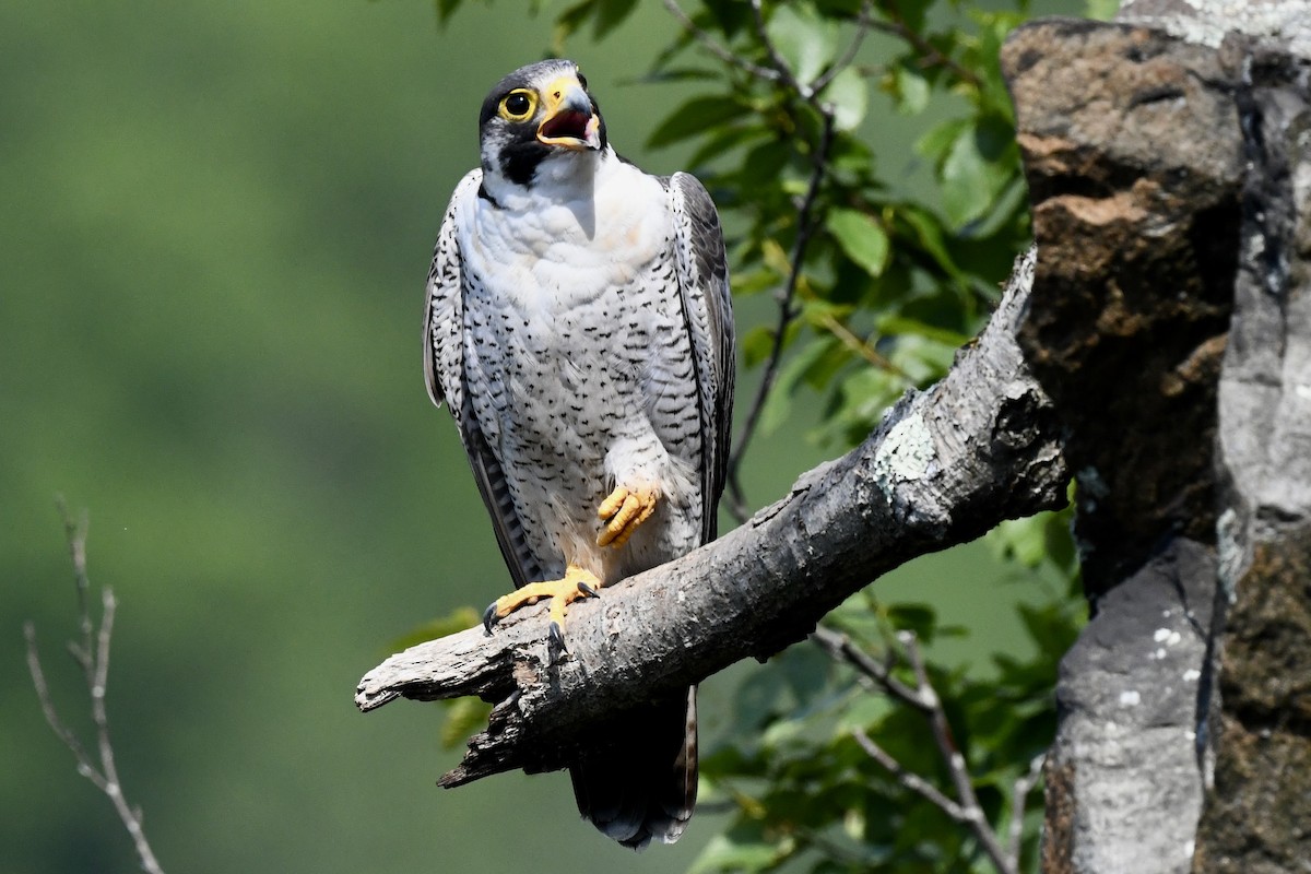 Peregrine Falcon - Stephen Broker