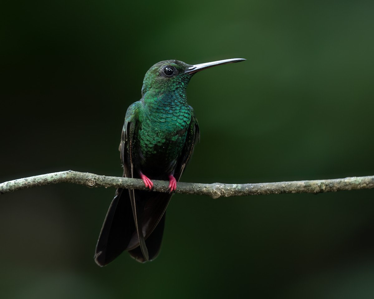 Colibrí Patirrojo - ML620683653