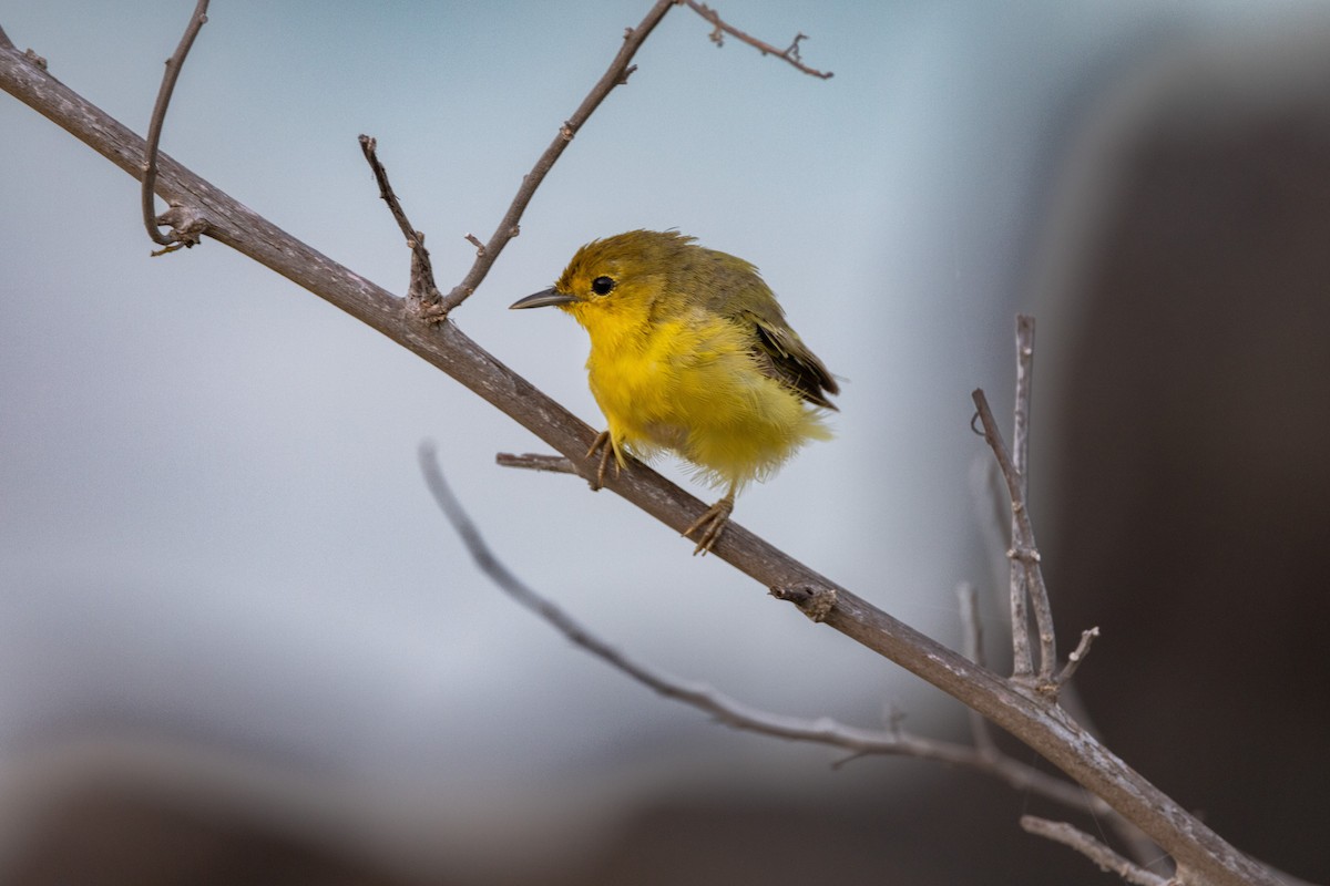 Yellow Warbler (Galapagos) - ML620683658