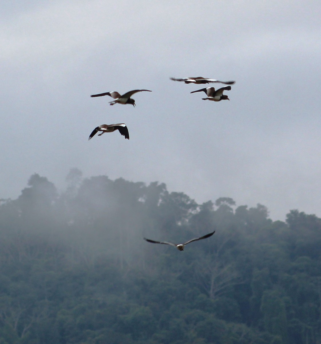 Southern Lapwing - ML620683660