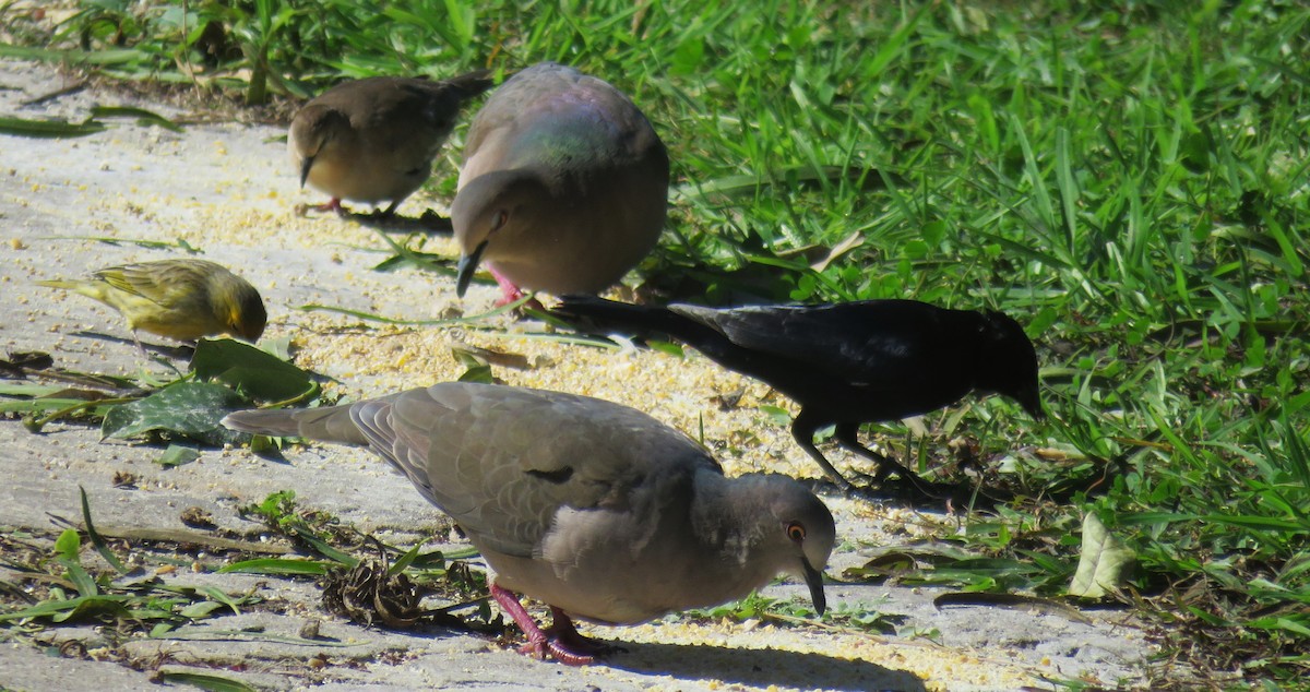 White-tipped Dove - su ortali