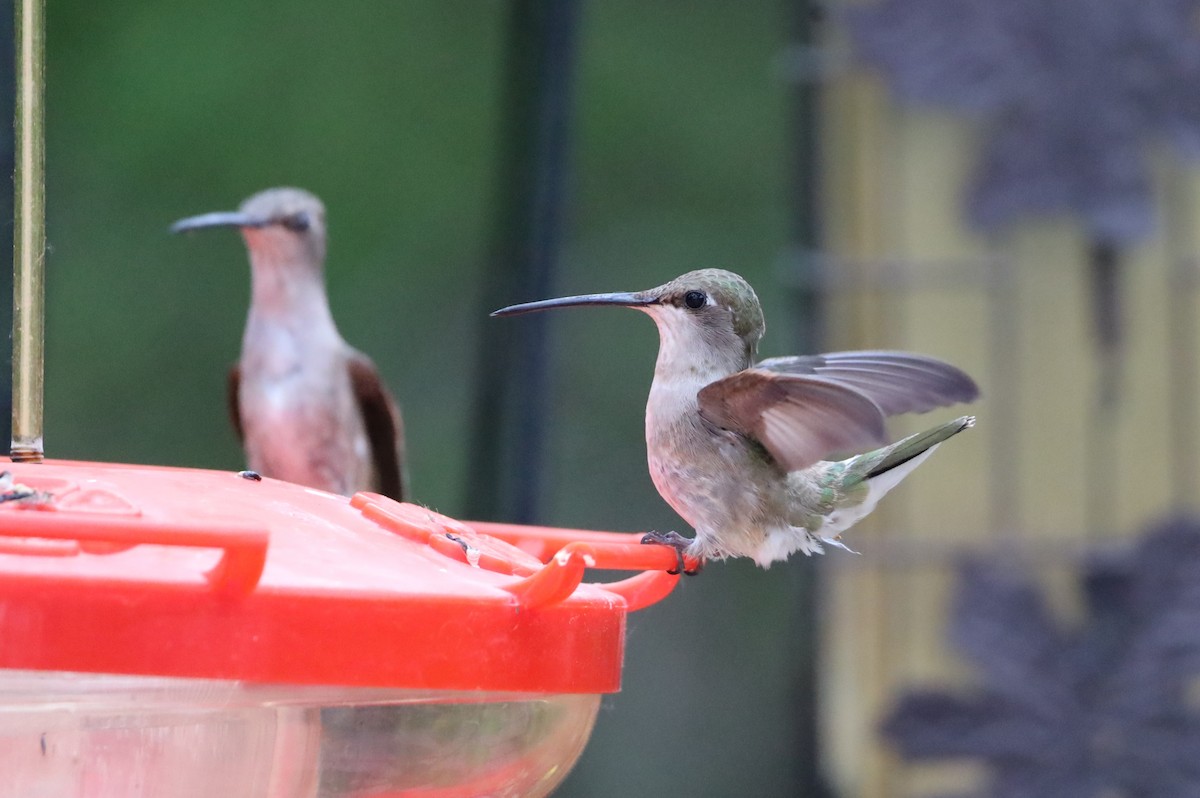 Colibrí Gorjinegro - ML620683664